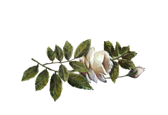 Spring Flowers, Autumn Leaves, Grapes White Rose Artwork