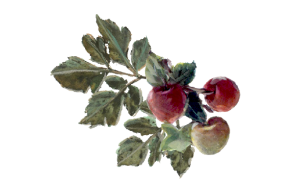 Spring Flowers, Autumn Leaves, Grapes Wild Apples Artwork