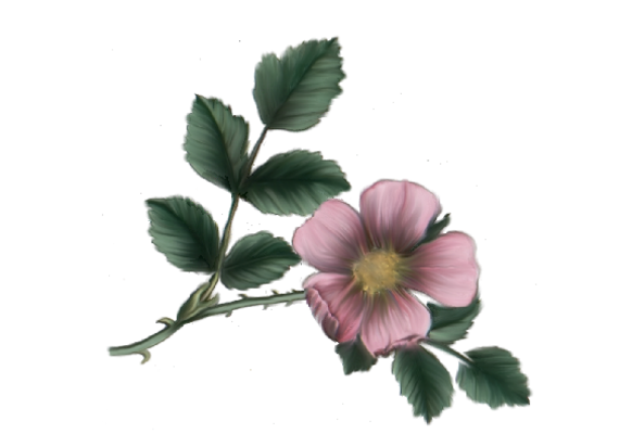 Spring Flowers, Autumn Leaves, Grapes Wild Rose (lavender) Artwork