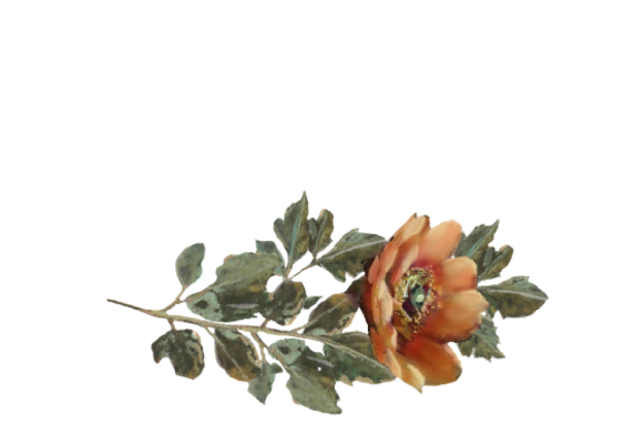 Spring Flowers, Autumn Leaves, Grapes Wild Rose (orange) Artwork