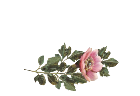 Spring Flowers, Autumn Leaves, Grapes Wild Rose (pink) Artwork