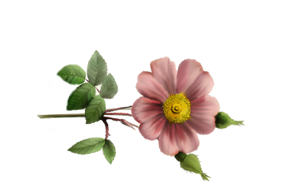 Spring Flowers, Autumn Leaves, Grapes Wild Rose (soft pink) Artwork
