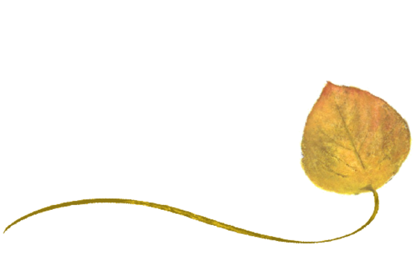 Spring Flowers, Autumn Leaves, Grapes Wispy Aspen Leaf Artwork