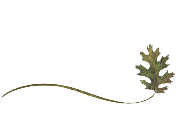 Spring Flowers, Autumn Leaves, Grapes Wispy Black Oak Leaf Artwork