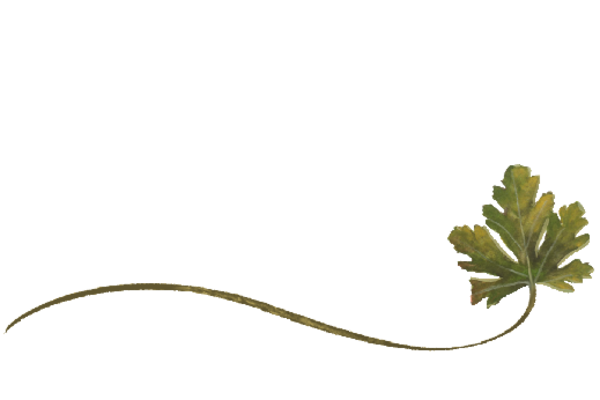 Spring Flowers, Autumn Leaves, Grapes Wispy Chestnut Leaf Artwork