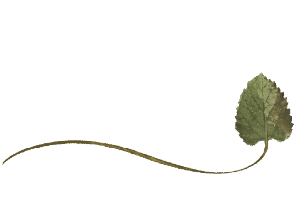 Spring Flowers, Autumn Leaves, Grapes Wispy Cottonwood Leaf Artwork