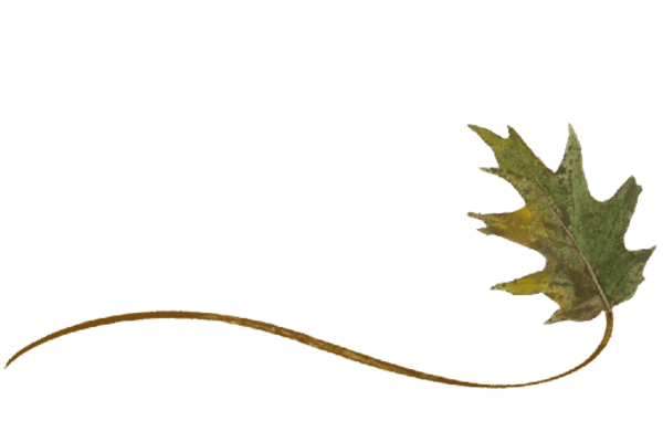 Spring Flowers, Autumn Leaves, Grapes Wispy Oak Leaf Artwork