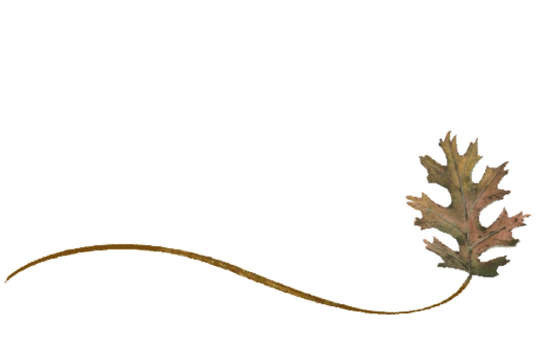Spring Flowers, Autumn Leaves, Grapes Wispy Pin Oak Leaf Artwork