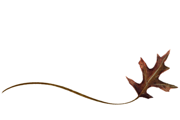 Spring Flowers, Autumn Leaves, Grapes Wispy Red Oak Leaf Artwork