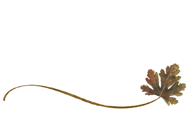 Spring Flowers, Autumn Leaves, Grapes Wispy River Birch Leaf Artwork