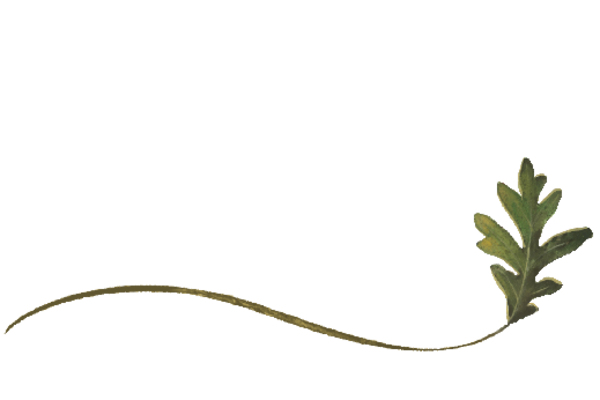 Spring Flowers, Autumn Leaves, Grapes Wispy Swamp Oak Leaf Artwork
