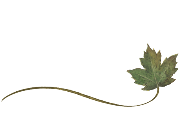 Spring Flowers, Autumn Leaves, Grapes Wispy Sycamore Leaf Artwork