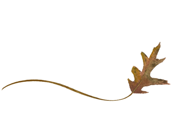 Spring Flowers, Autumn Leaves, Grapes Wispy White Oak Leaf Artwork