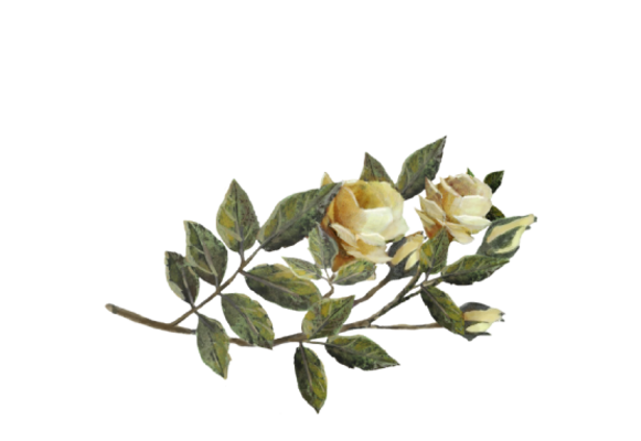 Spring Flowers, Autumn Leaves, Grapes Yellow Rose Artwork